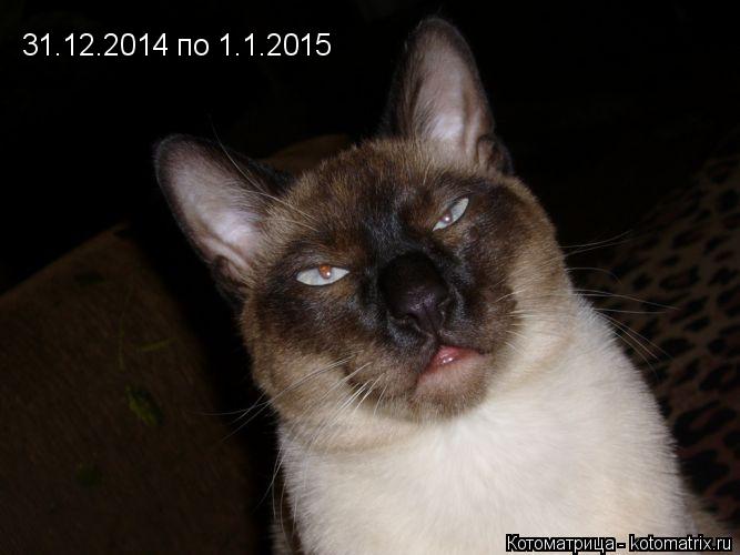 31.12.2014 по 1.1.2015... Котоматрица: 31.12.2014 по 1.1.2015