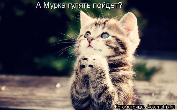 Котоматрица: А Мурка гулять пойдет?