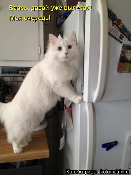 Котоматрица: Ваась, давай уже вылезай! Моя очередь!