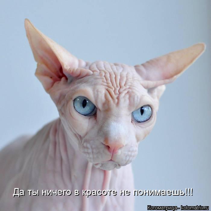 Да ты ничего в красоте не понимаешь!!!... Котоматрица: Да ты ничего в красоте не понимаешь!!!