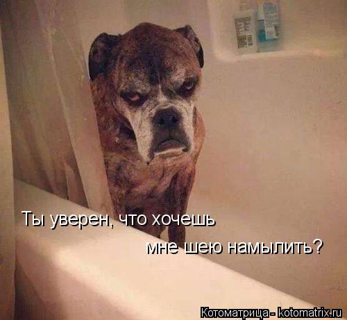 Ты уверен, что хочешь мне шею намылить?... Котоматрица: Ты уверен, что хочешь мне шею намылить?