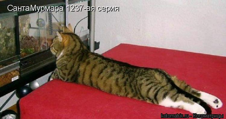 Котоматрица: СантаМурмара 1237-ая серия