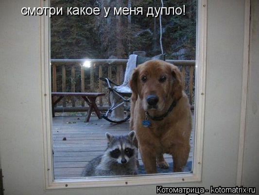 Котоматрица: смотри какое у меня дупло!