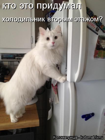 Котоматрица: кто это придумал  холодильник вторым этажом?