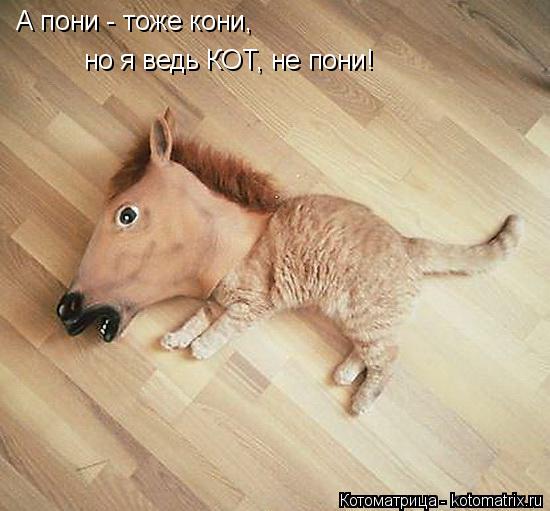 Котоматрица: А пони - тоже кони, но я ведь КОТ, не пони!