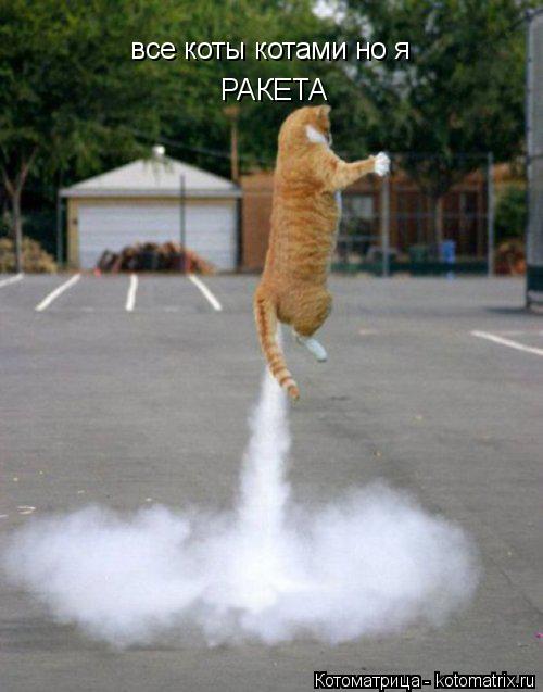 все коты котами но я РАКЕТА... Котоматрица: все коты котами но я РАКЕТА