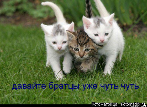 Котоматрица: давайте братцы уже чуть чуть