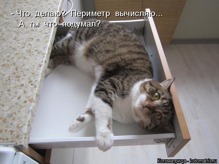 - Что делаю? Периметр вычисляю... А ты что подумал?... Котоматрица: - Что делаю? Периметр вычисляю... А ты что подумал?