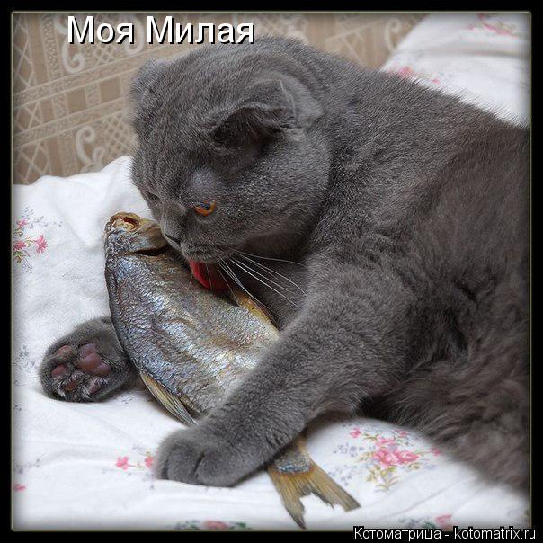 Котоматрица: Моя Милая