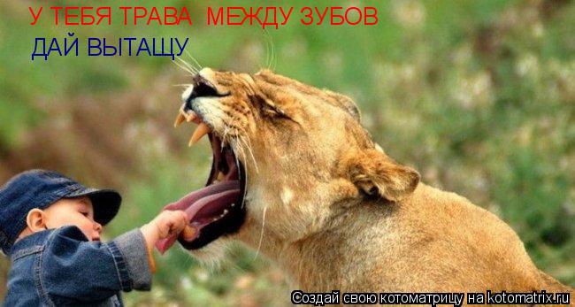 Котоматрица: У ТЕБЯ ТРАВА  МЕЖДУ ЗУБОВ  ДАЙ ВЫТАЩУ
