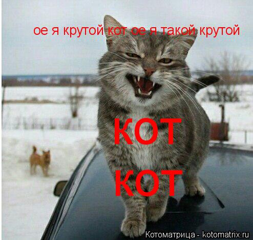Котоматрица: ое я крутой кот ое я такой крутой кот кот