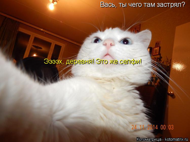 Вась, ты чего там застрял? Ээээх, деревня! Это же селфи!... Котоматрица: Вась, ты чего там застрял? Ээээх, деревня! Это же селфи!