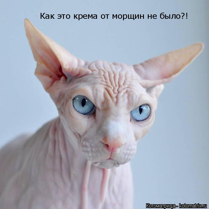 Как это крема от морщин не было?!... Котоматрица: Как это крема от морщин не было?!