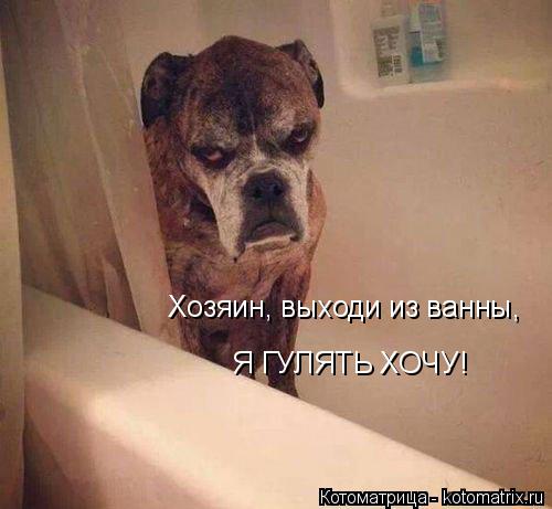 Хозяин, выходи из ванны, Я ГУЛЯТЬ ХОЧУ!... Котоматрица: Хозяин, выходи из ванны, Я ГУЛЯТЬ ХОЧУ!