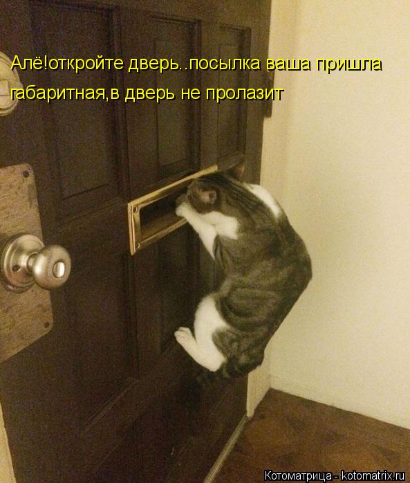 Алё!откройте дверь..посылка ваша пришла габаритная,в дверь не пролазит... Котоматрица: Алё!откройте дверь..посылка ваша пришла габаритная,в дверь не пролазит