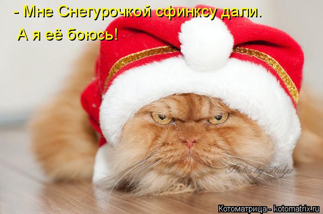 Котоматрица: - Мне Снегурочкой сфинксу дали. А я её боюсь!