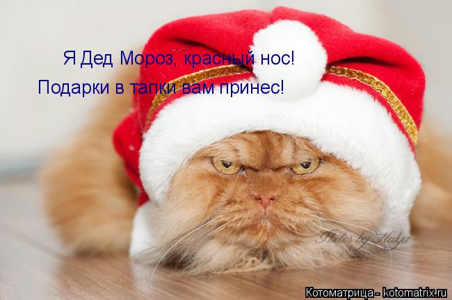 Котоматрица: Я Дед Мороз, красный нос! Подарки в тапки вам принес!