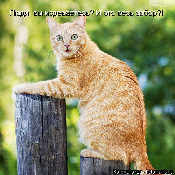 Котоматрица: Люди, вы издеваетесь? И это весь забор?!