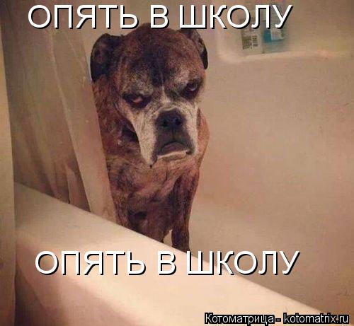 Котоматрица: ОПЯТЬ В ШКОЛУ ОПЯТЬ В ШКОЛУ