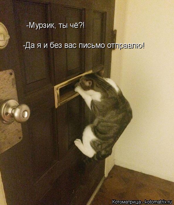 Котоматрица: -Мурзик, ты чё?! -Да я и без вас письмо отправлю!