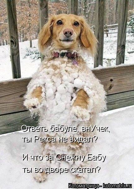 Котоматрица: Ответь бабуле, внУчек, ты Рекса не видал? И что за Снежну Бабу ты во дворе скатал?