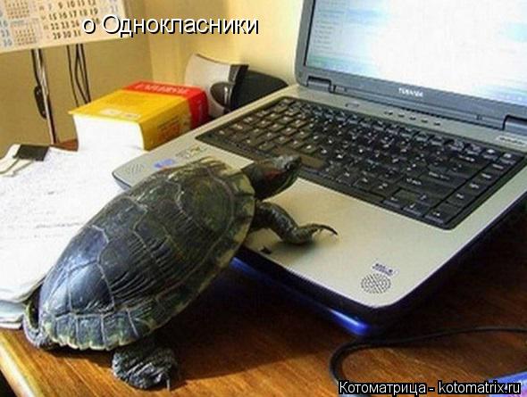 Котоматрица: о Однокласники