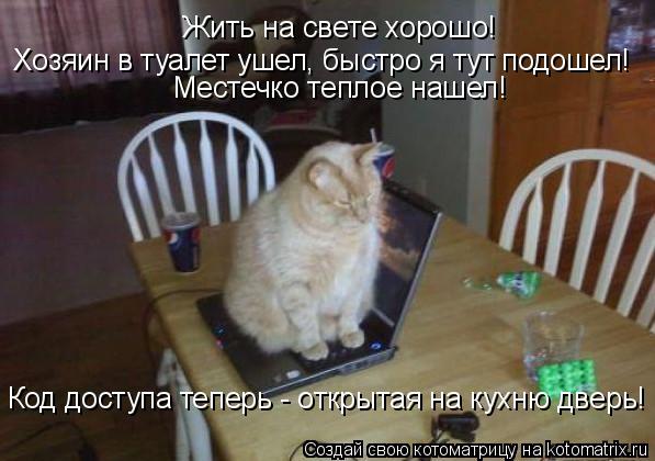 Котоматрица: Жить на свете хорошо! Хозяин в туалет ушел, быстро я тут подошел! Местечко теплое нашел! Код доступа теперь - открытая на кухню дверь!