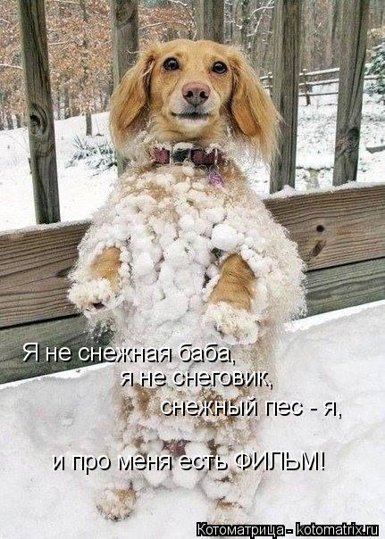 Котоматрица: Я не снежная баба, я не снеговик, снежный пес - я, и про меня есть ФИЛЬМ!