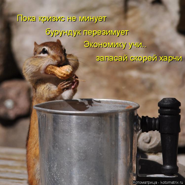 Котоматрица: Пока кризис не минует бурундук перезимует Экономику учи.. запасай скорей харчи