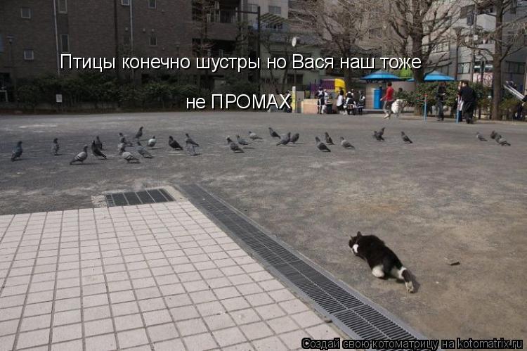 Птицы конечно шустры но Вася наш тоже не ПРОМАХ... Котоматрица: Птицы конечно шустры но Вася наш тоже не ПРОМАХ