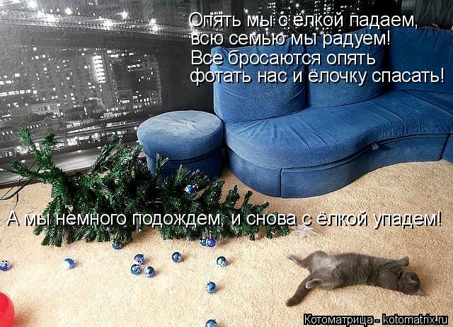 Котоматрица: Опять мы с ёлкой падаем,  всю семью мы радуем! Все бросаются опять  фотать нас и ёлочку спасать! А мы немного подождем, и снова с ёлкой упадем!