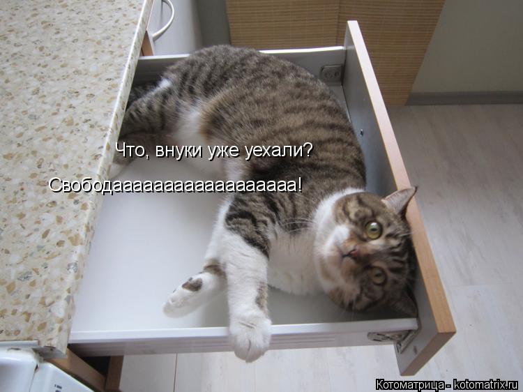 Котоматрица: Что, внуки уже уехали? Свободаааааааааааааааааа!