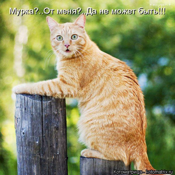 Мурка?..От меня?..Да не может быть!!!... Котоматрица: Мурка?..От меня?..Да не может быть!!!