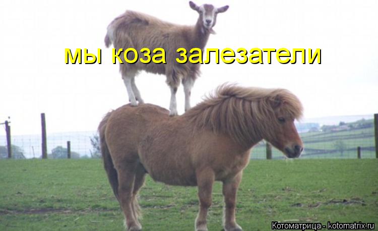 Котоматрица: мы коза залезатели