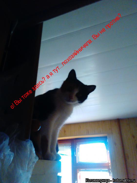 о! Вы тоже здесь? а я тут...похозяйничяла. Вы не против?... Котоматрица: о! Вы тоже здесь? а я тут...похозяйничяла. Вы не против?