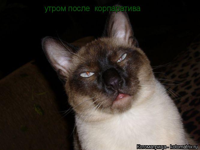 Котоматрица: утром после  корпаратива
