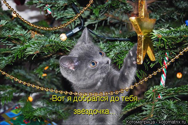 -Вот я добрался до тебя, звёздочка...... Котоматрица: -Вот я добрался до тебя, звёздочка...