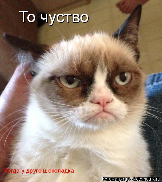 Котоматрица: То чуство Когда у друго шоколадка