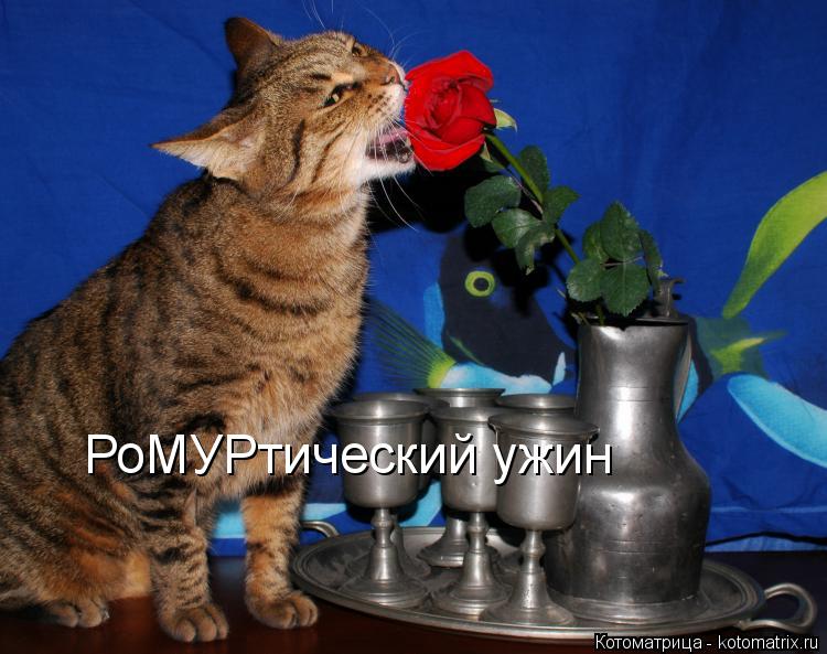 Котоматрица: РоМУРтический ужин