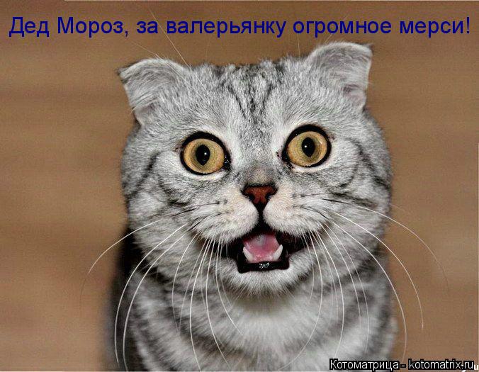 Котоматрица: Дед Мороз, за валерьянку огромное мерси!