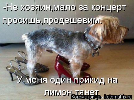 Котоматрица: -Не хозяин,мало за концерт просишь,продешевим. У меня один прикид на лимон тянет.
