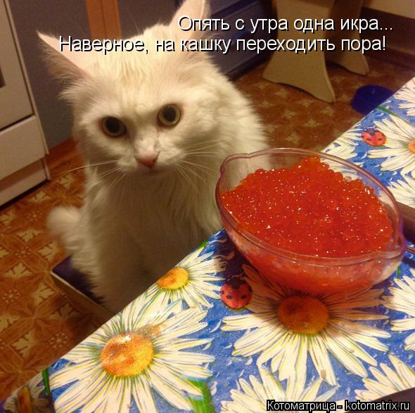Котоматрица: Опять с утра одна икра... Наверное, на кашку переходить пора!