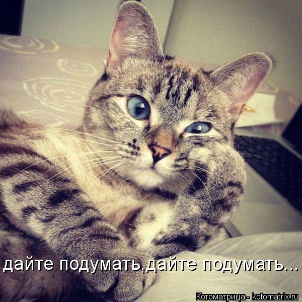 Котоматрица: дайте подумать,дайте подумать...