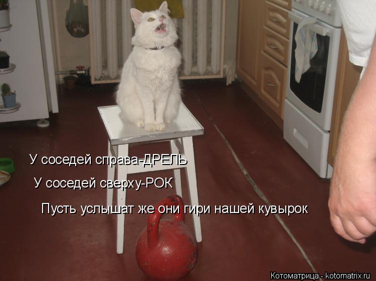 Котоматрица: У соседей справа-ДРЕЛЬ  У соседей сверху-РОК Пусть услышат же они гири нашей кувырок Пусть услышат же они гири нашей кувырок
