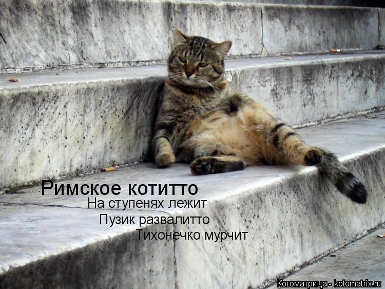 Котоматрица: Римское котитто На ступенях лежит Пузик развалитто Тихонечко мурчит
