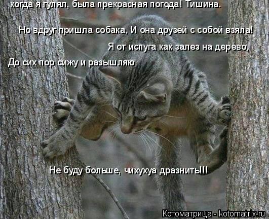 Котоматрица: когда я гулял, была прекрасная погода! Тишина. Но вдруг пришла собака, И она друзей с собой взяла! Я от испуга как залез на дерево, До сих пор с