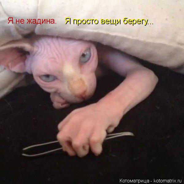 Котоматрица: Я не жадина. Я просто вещи берегу...