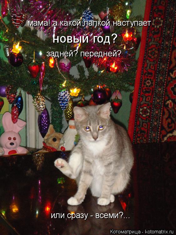 Котоматрица: мама! а какой лапкой наступает новый год? задней? передней? или сразу - всеми?...
