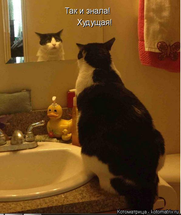 Котоматрица: Так и знала! Худущая!