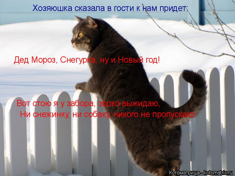 Хозяюшка сказала в гости к нам придет: Дед Мороз, Снегурка, ну и Новый год! Вот стою я у забора, зорк... Котоматрица: Хозяюшка сказала в гости к нам придет: Дед Мороз, Снегурка, ну и Новый год! Вот стою я у забора, зорко выжидаю, Ни снежинку, ни собаку, никого н